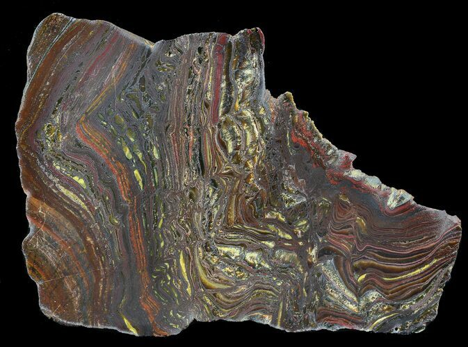 Polished Tiger Iron Stromatolite - ( Billion Years) #42594